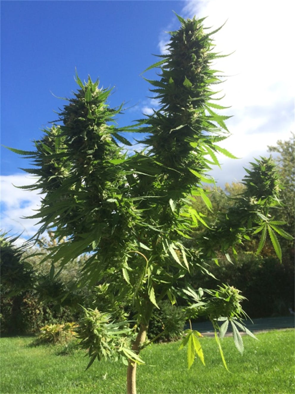 Photos of Grapefruit Weed Strain Buds Leafly