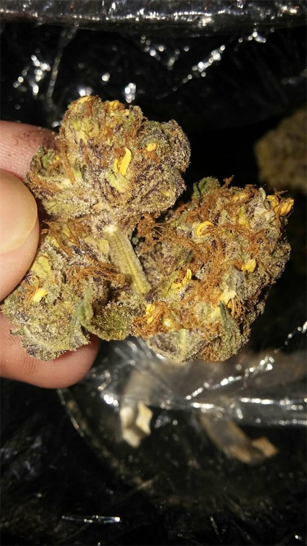 Photos of Grapefruit Weed Strain Buds Leafly