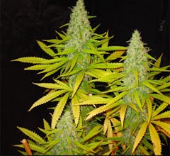 User uploaded image of Great White Shark