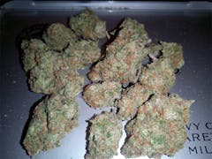 User uploaded image of Great White Shark