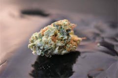 User uploaded image of Great White Shark