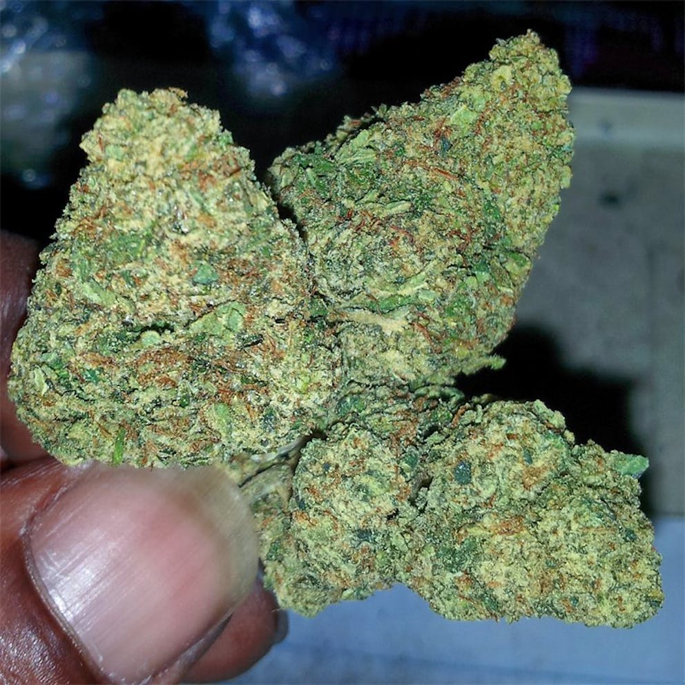 Photos of Great White Shark Weed Strain Buds Leafly