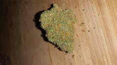 User uploaded image of Great White Shark