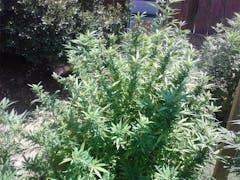 User uploaded image of Green Crack Extreme