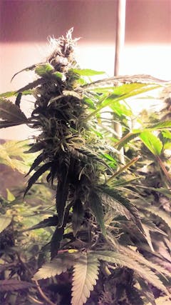 User uploaded image of Green Crack Extreme