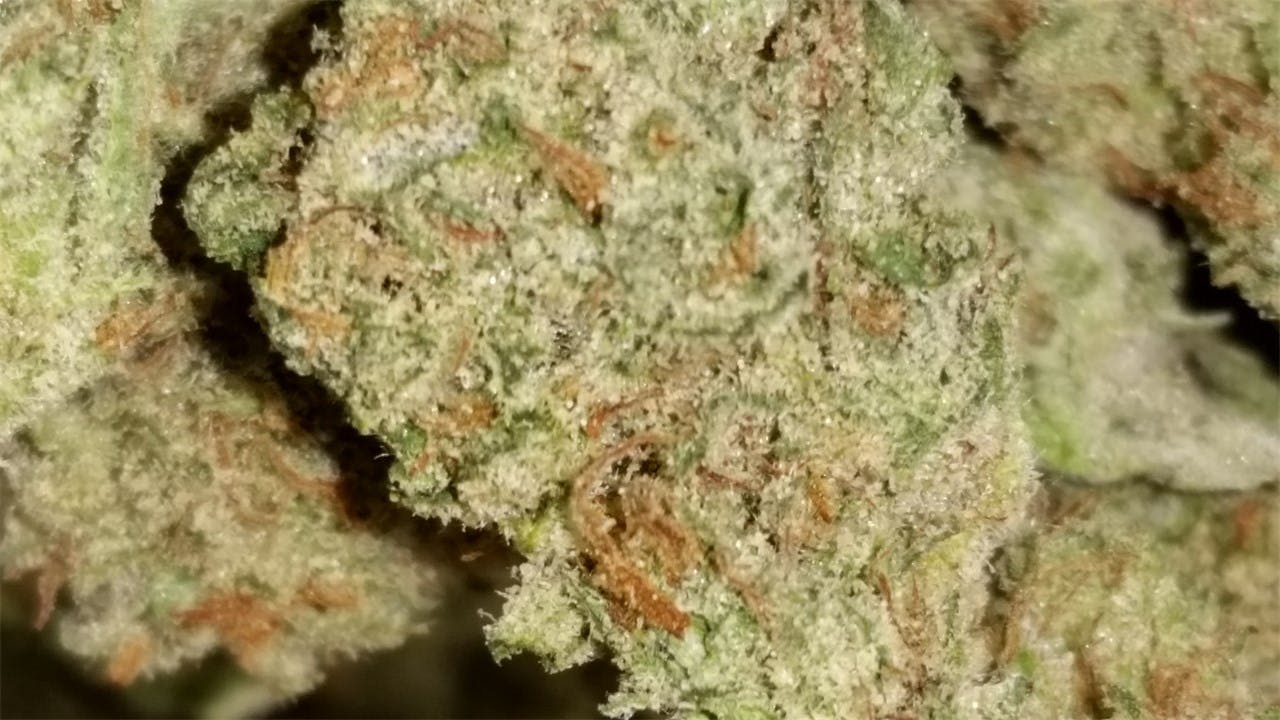 Photos of Green Crack Weed Strain Buds Leafly