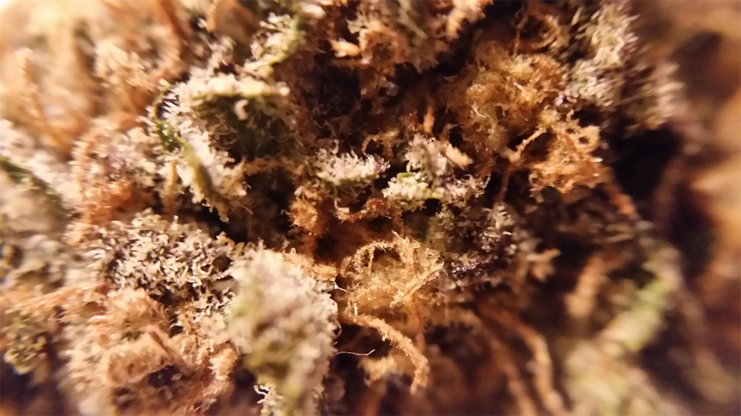 Green Crack