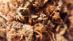 User uploaded image of Green Crack