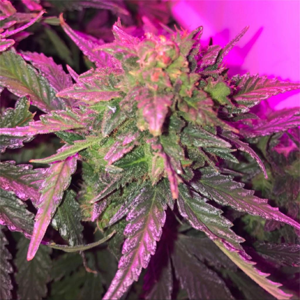 Photos of Green Crack Weed Strain Buds Leafly