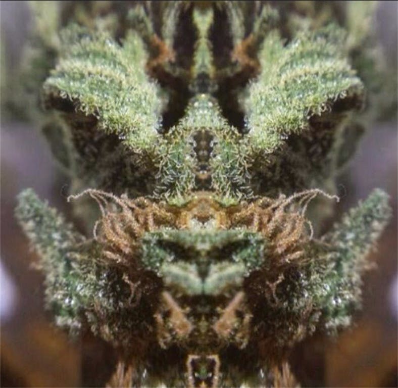 Photos of Green Dragon Weed Strain Buds Leafly