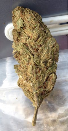 User uploaded image of Green Haze