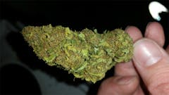 User uploaded image of Green Kush