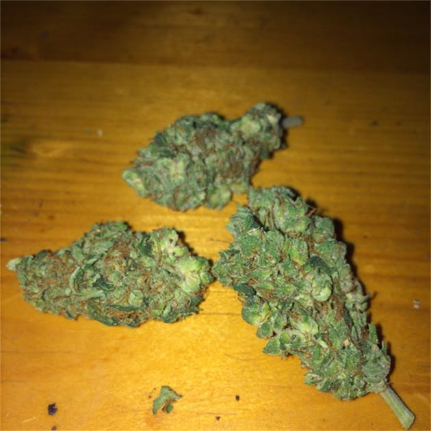 Photos of Green Mango Weed Strain Buds Leafly