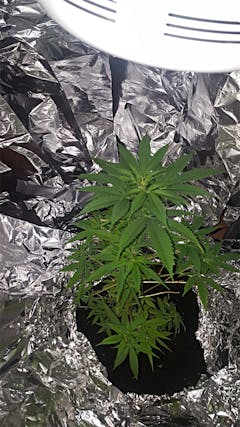 User uploaded image of Green Poison