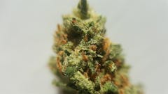 User uploaded image of Green Poison