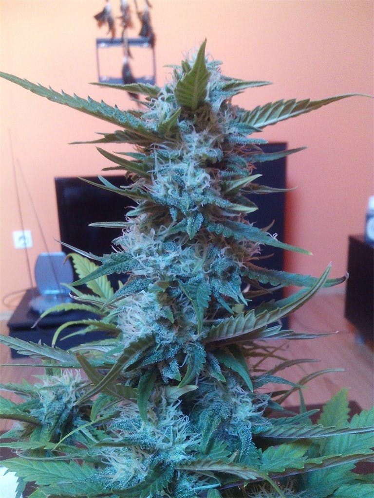 Green Poison Weed Strain Information Leafly