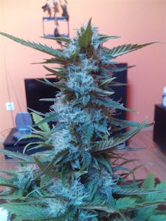 User uploaded image of Green Poison