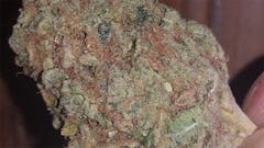 User uploaded image of Green Python