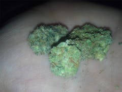 User uploaded image of Green Python