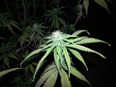 User uploaded image of Green Queen