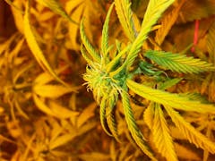 User uploaded image of Green Queen