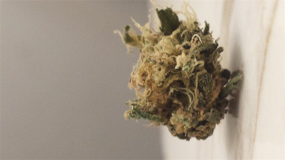 Photos of Green Ribbon Weed Strain Buds Leafly