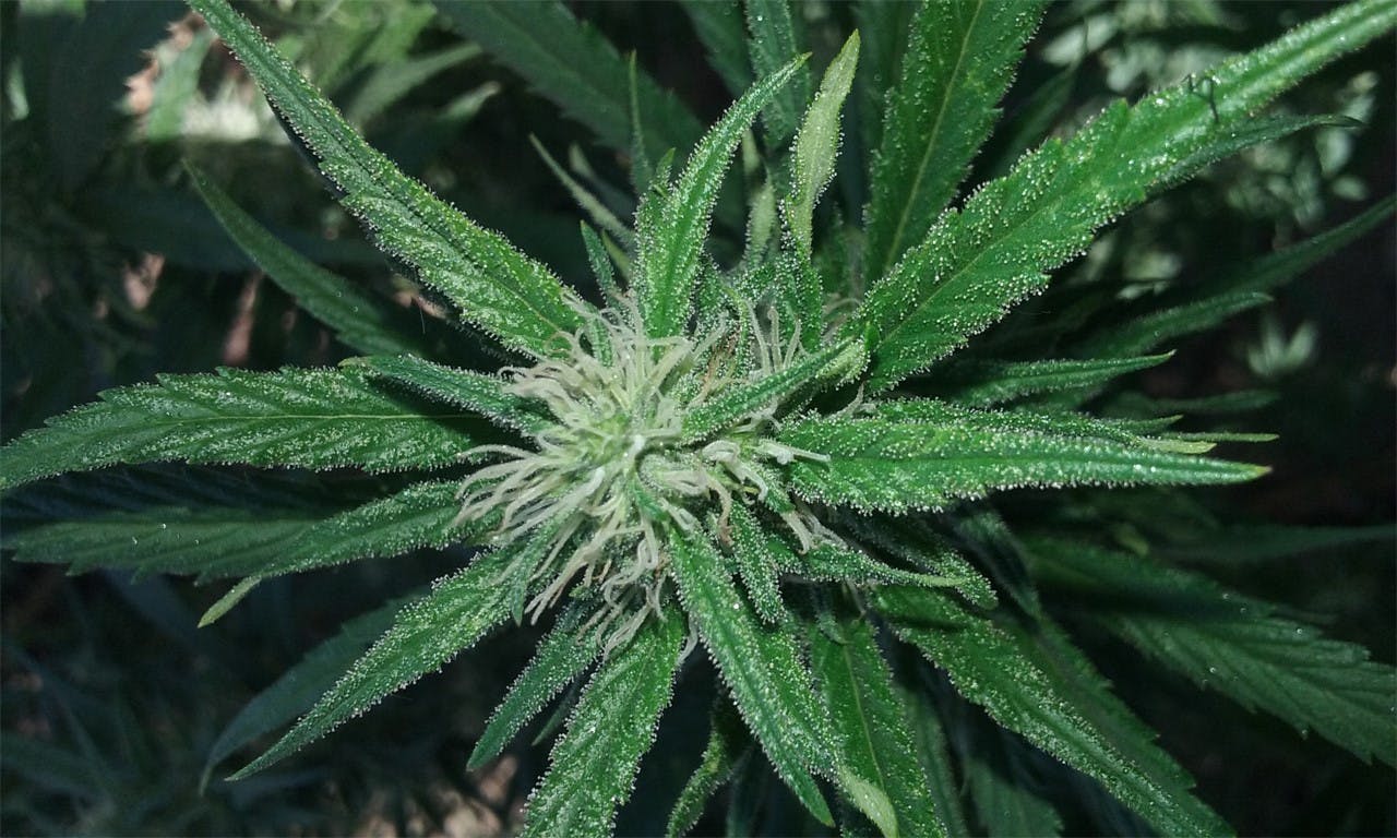 Photos of Green Ribbon Weed Strain Buds Leafly
