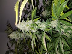 User uploaded image of Green Ribbon