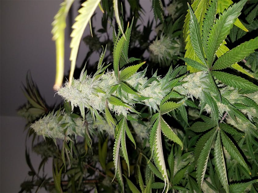 Photos of Green Ribbon Weed Strain Buds Leafly