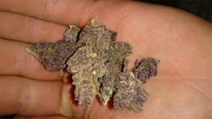 User uploaded image of Grimace