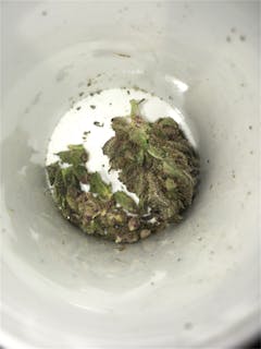 User uploaded image of GRiZ Kush