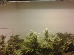 User uploaded image of Guava Chem