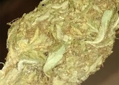 User uploaded image of Guava Kush
