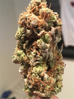 User uploaded image of Gumbo