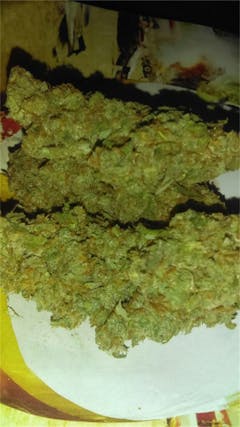 User uploaded image of Gupta Kush