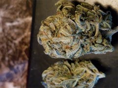 User uploaded image of Hammerhead