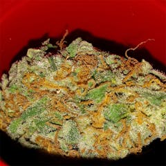 User uploaded image of Haole