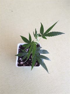 User uploaded image of Harle-Tsu