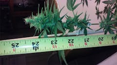 User uploaded image of Harle-Tsu