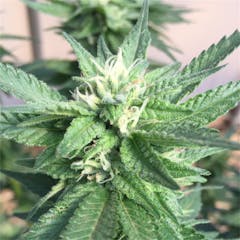 User uploaded image of Harlequin