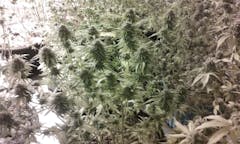 User uploaded image of Harlequin