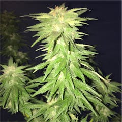 User uploaded image of Harlequin