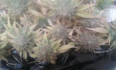 User uploaded image of Harlequin