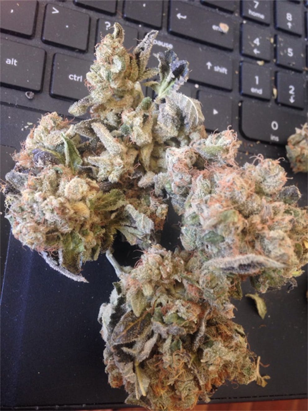 Photos of Hash Plant Weed Strain Buds Leafly