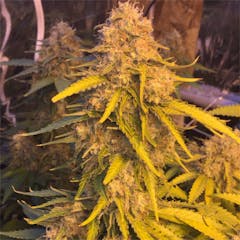 User uploaded image of Hash Plant