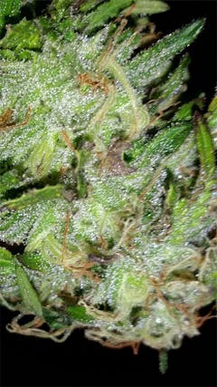 User uploaded image of Hash Plant