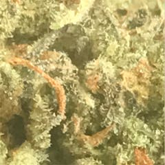 User uploaded image of Hash Plant