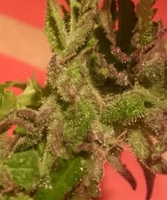 User uploaded image of Hash Plant