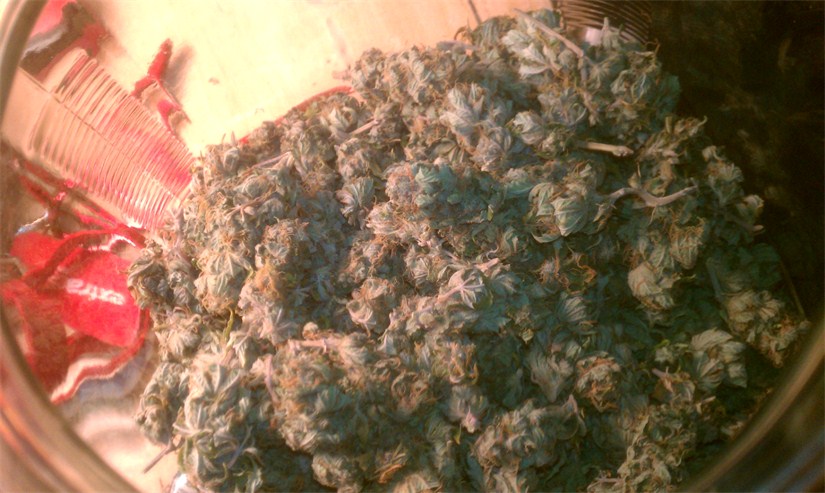 Hashplant Haze aka Hash Haze Weed Strain Information | Leafly