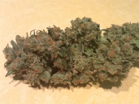 Hashplant Haze aka Hash Haze Weed Strain Information | Leafly